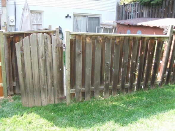 Old Privacy Pressure Treated Pine Fence with Dilapidated Gate